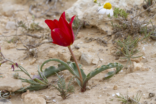 Wild Tulip (Tulipa systola)