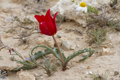 Wild Tulip (Tulipa systola)