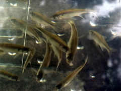 Bryconamericus iheringii