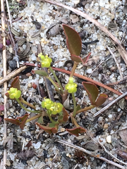 Euphorbia ipecacuanhae