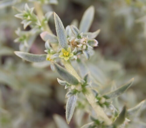 Aizoon sericeum (Aizoon sericeum)