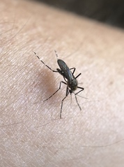 Aedes sierrensis