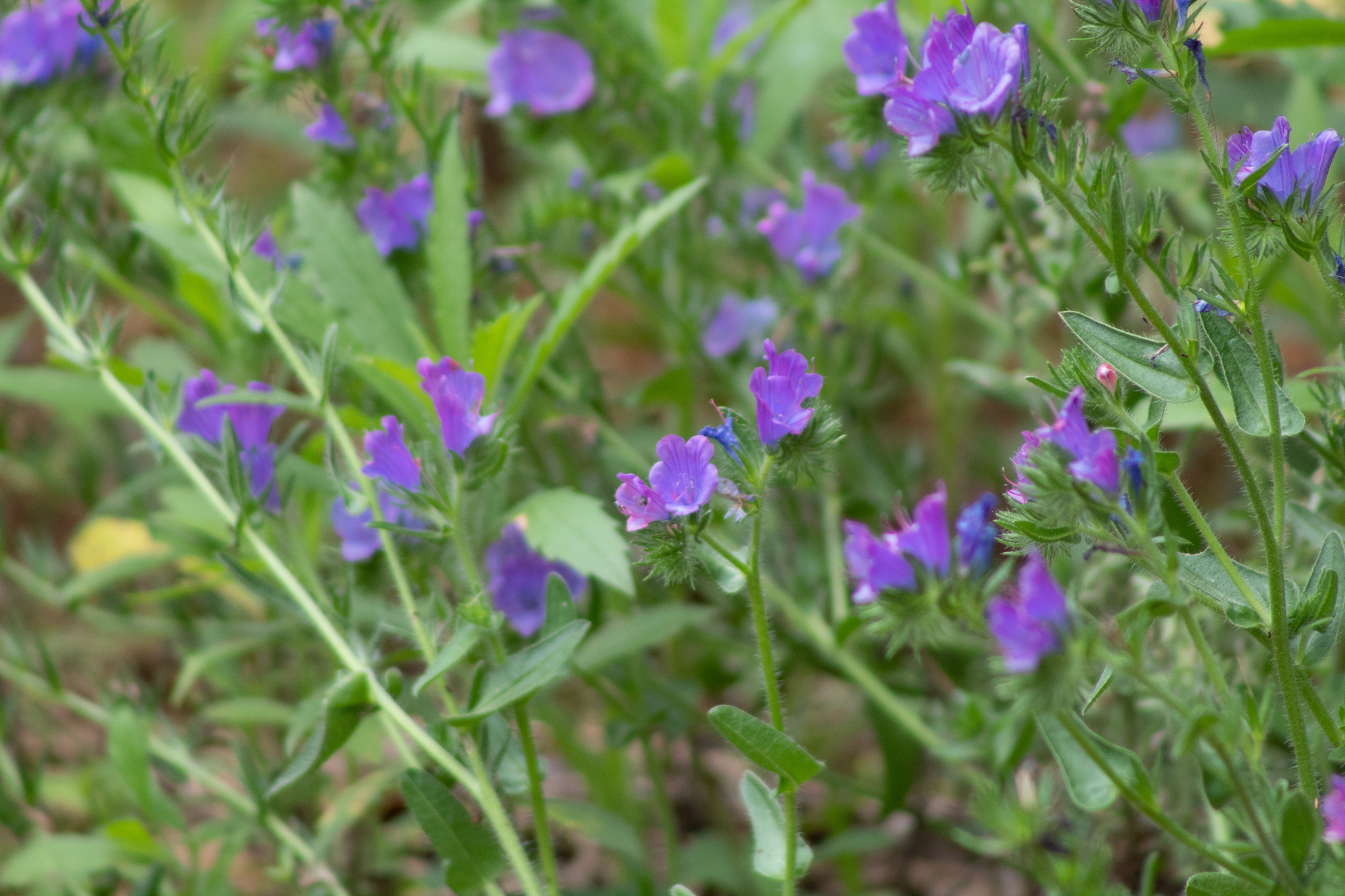 Echium plantagineum