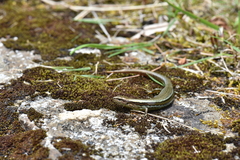 Taiwan Alpine Skink photo 2