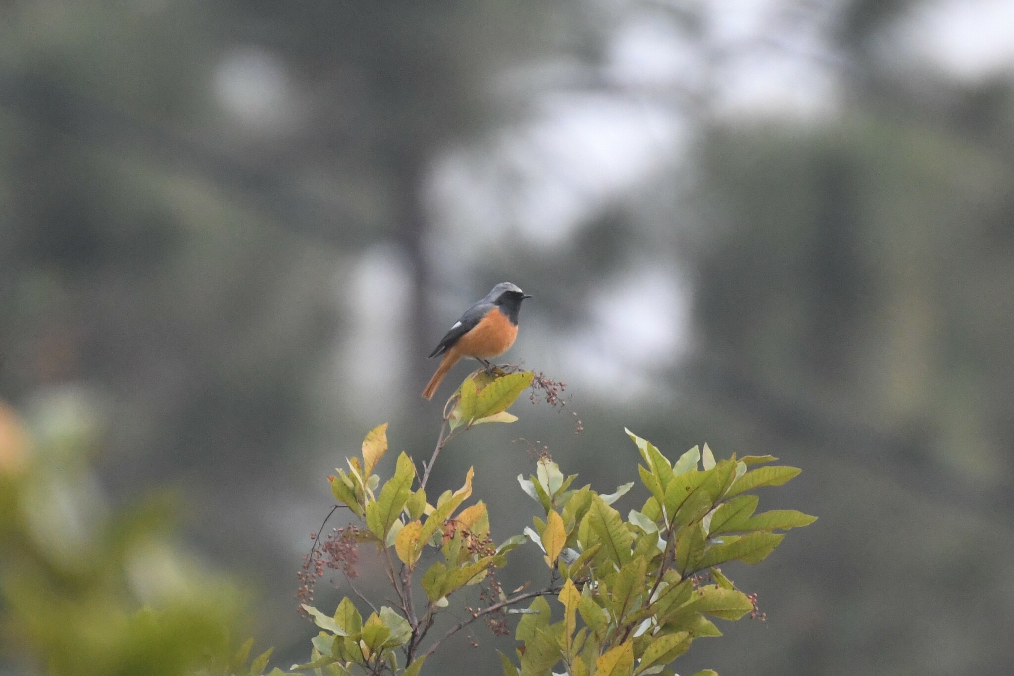 Hodgson's Redstart