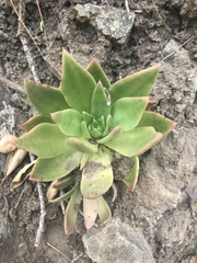 Dudleya candelabrum