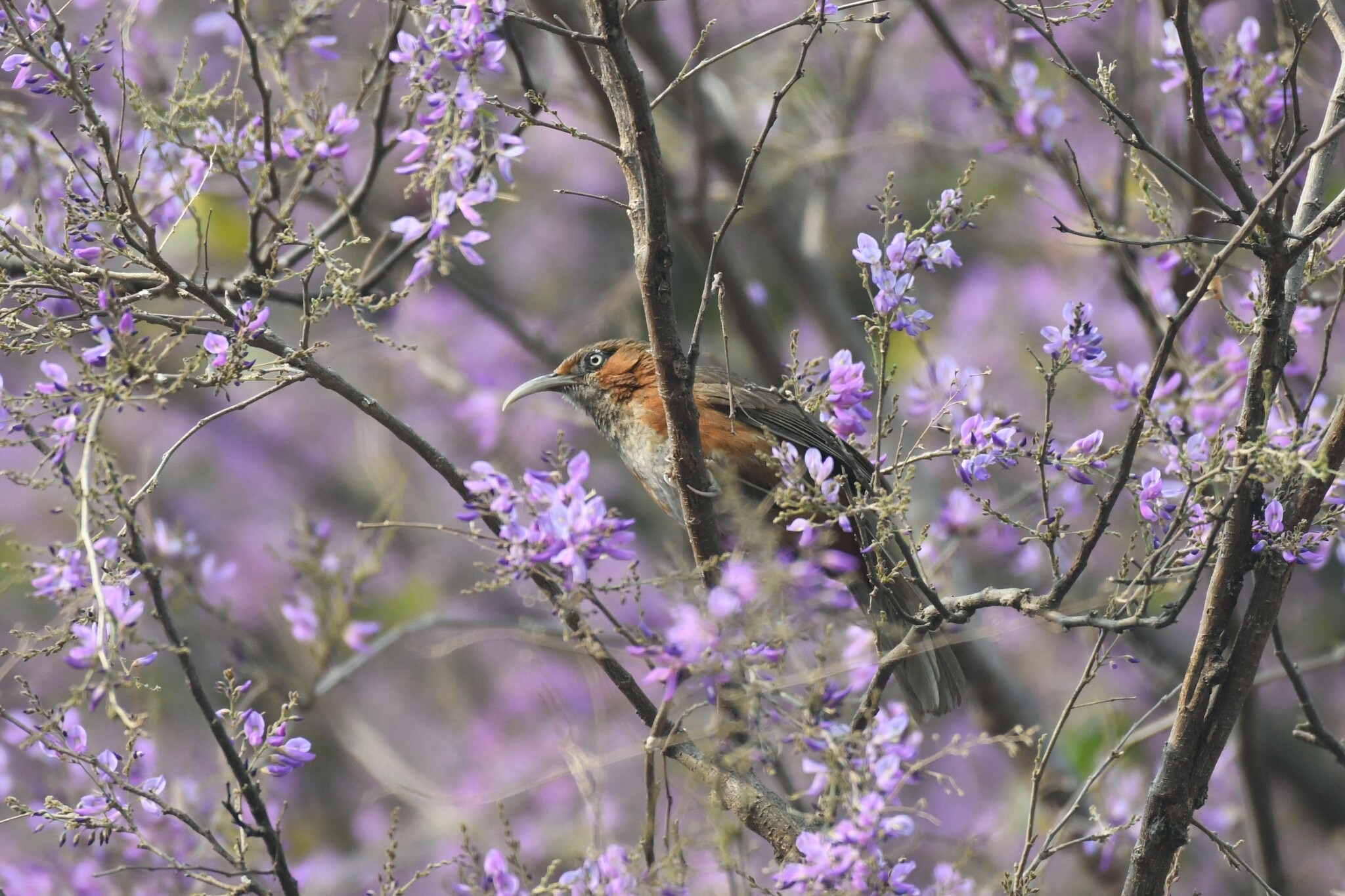 Rusty-cheeked Scimitar Babbler