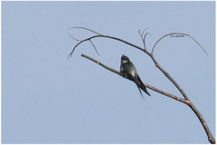 Hemiprocne longipennis