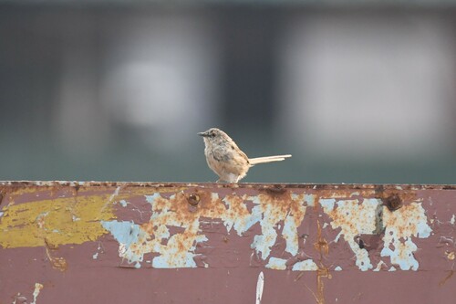 Himalayan Prinia (Prinia crinigera), photo 6