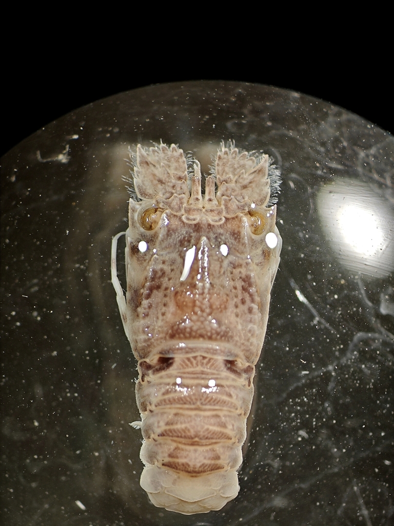 Remiarctus bertholdii