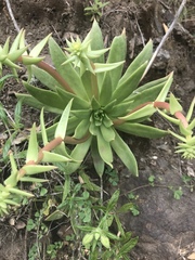 Dudleya candelabrum