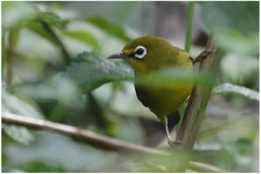 Zosterops chloris