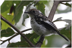 Ficedula westermanni