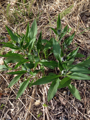 Mertensia paniculata