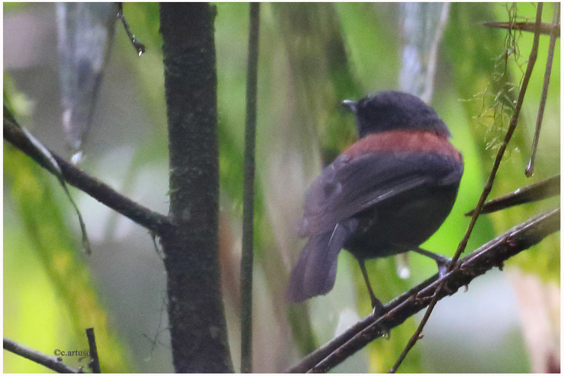 Maroon-backed Whistler illustration