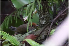 Phyllergates cucullatus