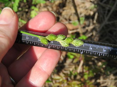 Carex tribuloides