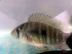 Gymnogeophagus meridionalis