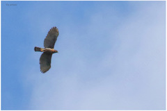 Nisaetus lanceolatus