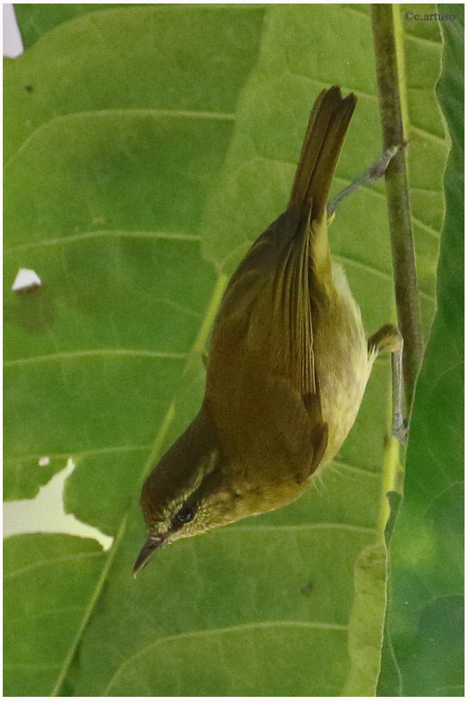 Sulawesi Leaf Warbler photo