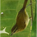 Sulawesi Leaf Warbler - Photo (c) Christian Artuso, some rights reserved (CC BY-NC-ND), uploaded by Christian Artuso