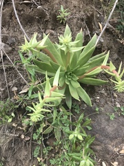 Dudleya candelabrum