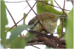 Phylloscopus nesophilus
