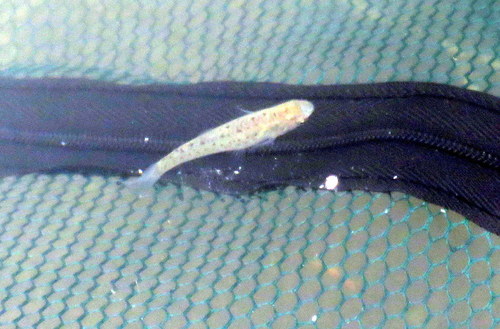 Jenynsia lineata