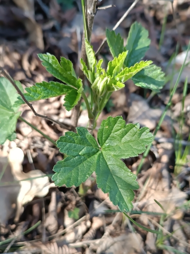 Foto de Malva-cannabis