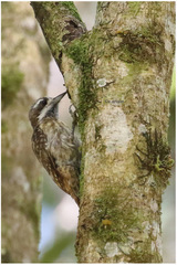 Yungipicus temminckii