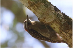 Yungipicus temminckii