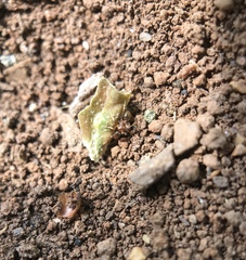 Pheidole californica