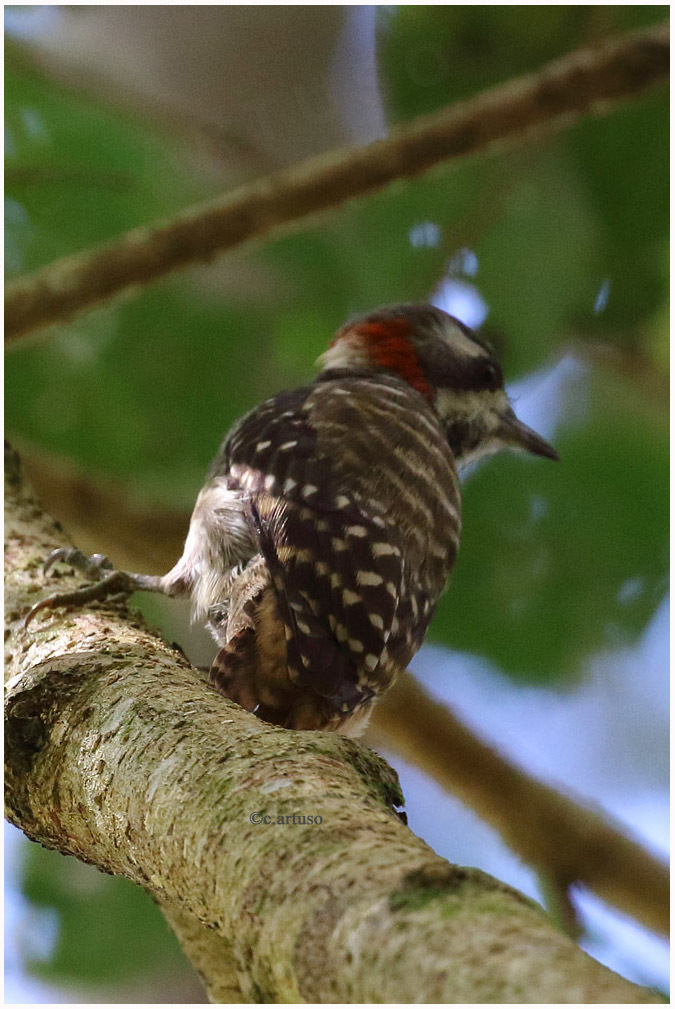 Pygmy Woodpeckers