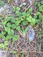 Rhynchosia tomentosa