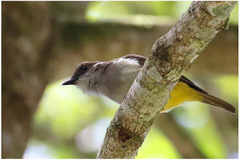 Pachycephala sulfuriventer
