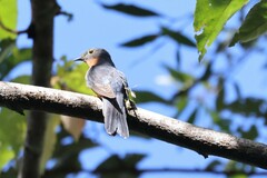 Chestnut-Breasted Cuckoo photo 4