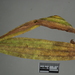 Podosphaera plantaginis - Photo (c) Jerry Cooper, algunos derechos reservados (CC BY), subido por Jerry Cooper