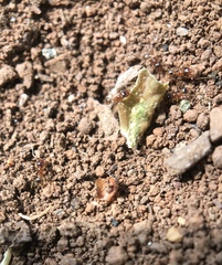 Pheidole californica