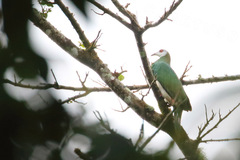 Ducula forsteni