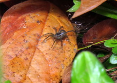 Diapontia uruguayensis