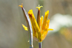 Calochortus weedii weedii