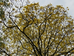 Handroanthus guayacan