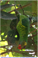 Saudareos meyeri