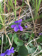 Viola
