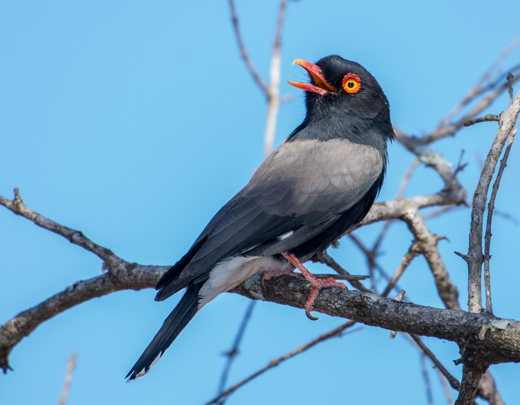 Retz's Helmetshrike