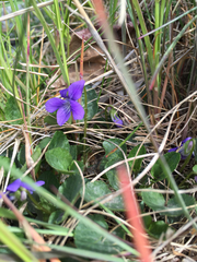 Viola