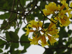 Handroanthus guayacan