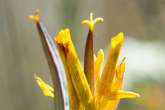 Calochortus weedii weedii