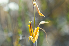 Calochortus weedii weedii