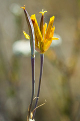 Calochortus weedii weedii
